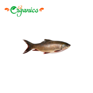 Kasuri fish, commonly known as Kasuri Machli in South Asian cuisine, is a popular freshwater fish found primarily in the rivers of India and Pakistan.